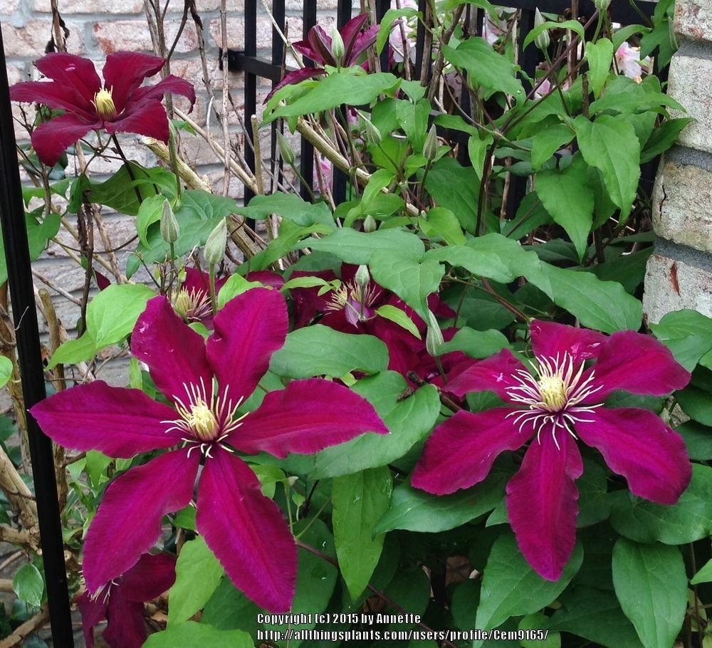 Photo of Clematis 'Niobe' uploaded by Cem9165