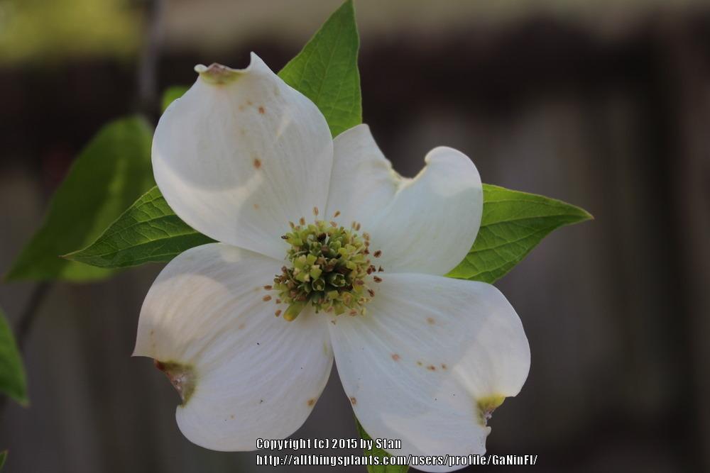 Photo of Flowering Dogwood (Cornus florida) uploaded by GaNinFl