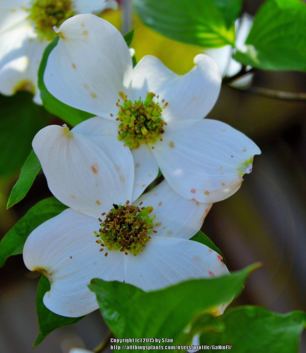 Photo of Flowering Dogwood (Cornus florida) uploaded by GaNinFl