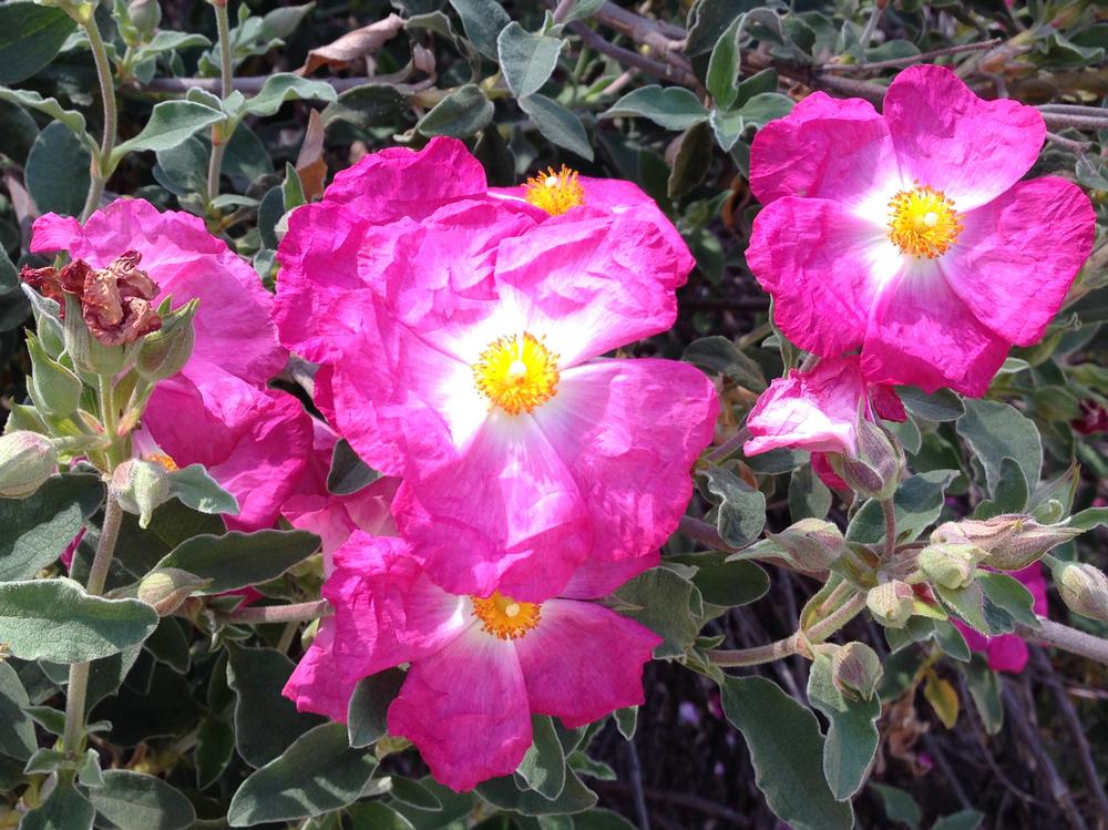 Photo of Rock Rose (Cistus 'Victor Reiter') uploaded by HamiltonSquare