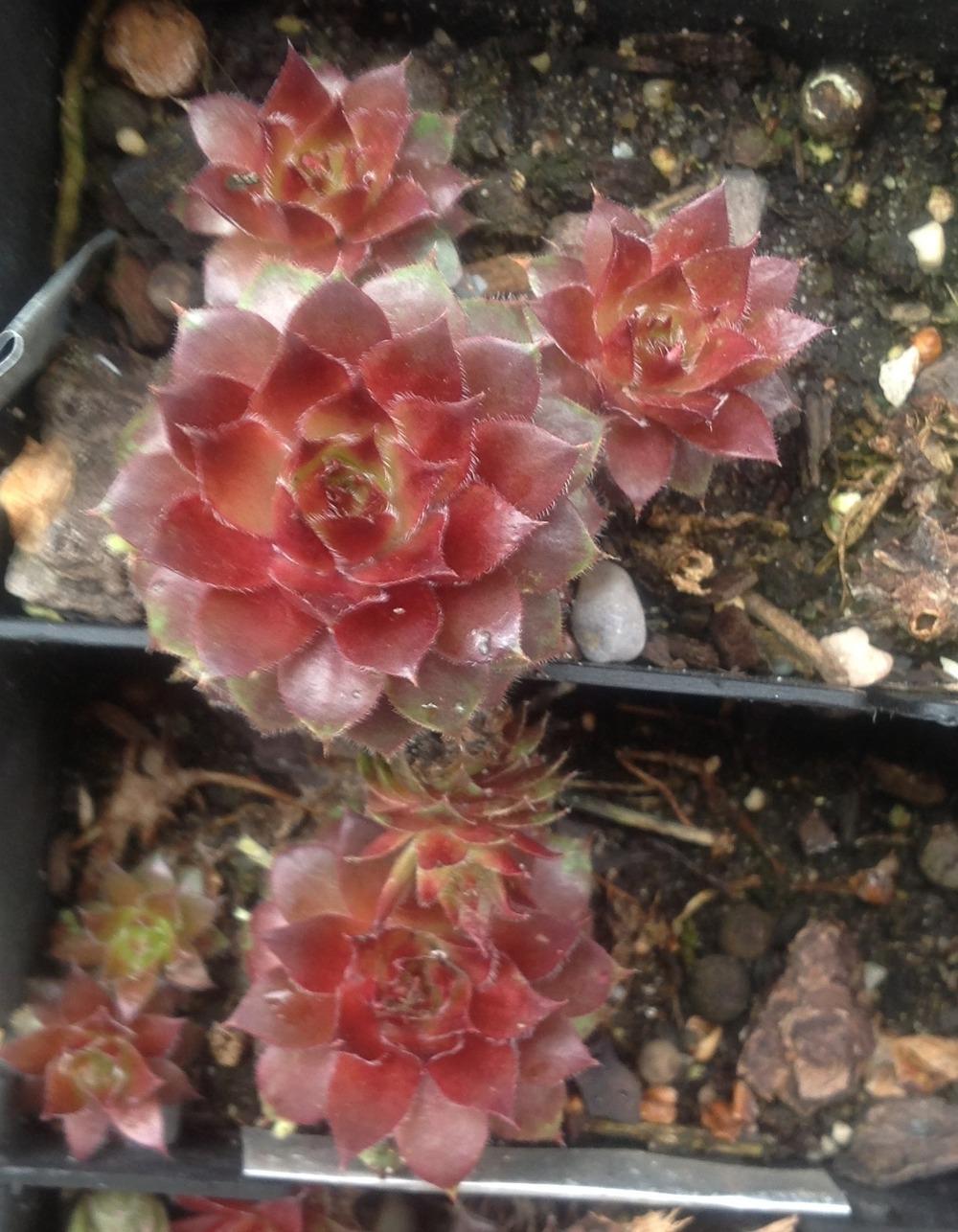 Photo of Hen and Chicks (Sempervivum 'Red Robin') uploaded by Lilydaydreamer
