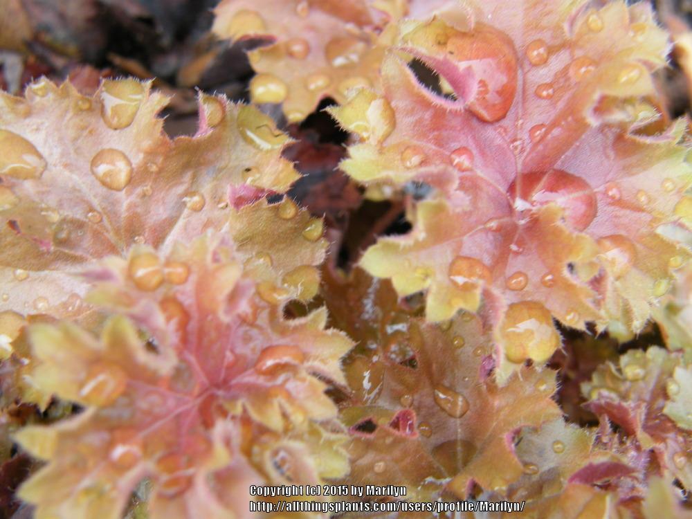 Photo of Coral Bells (Heuchera 'Christa') uploaded by Marilyn