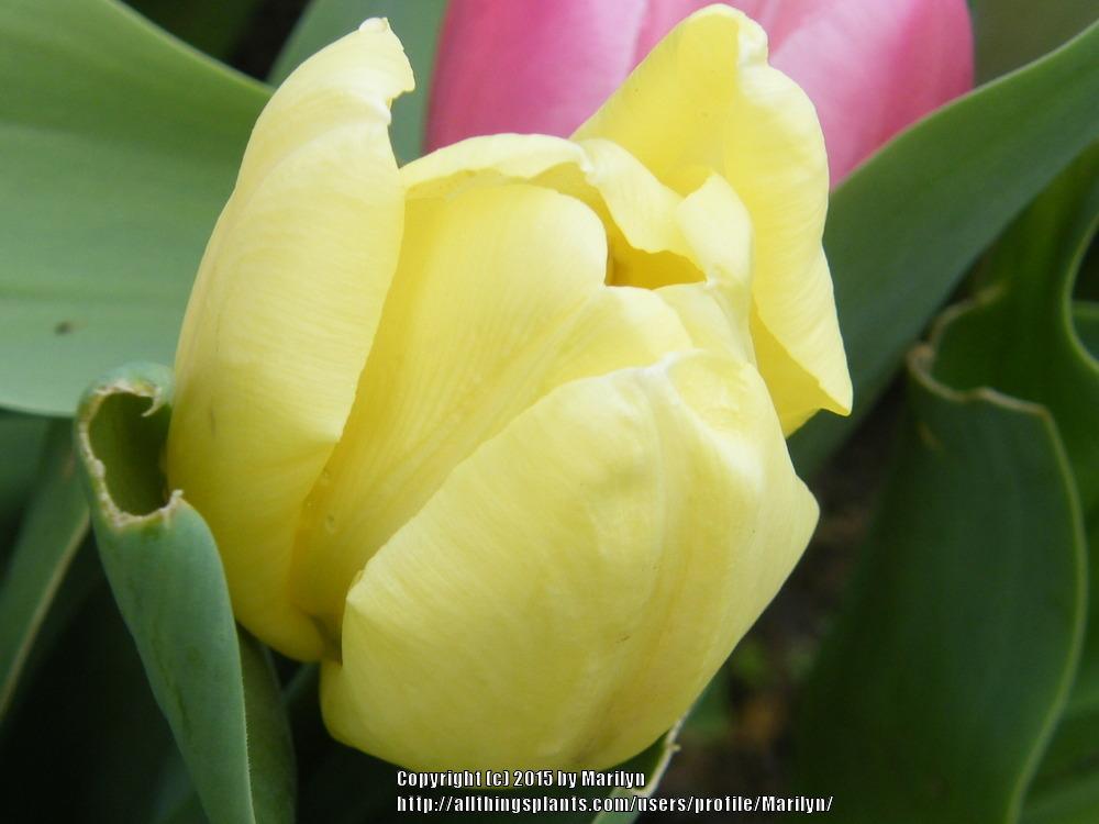 Photo of Tulip (Tulipa 'Creme Flag') uploaded by Marilyn