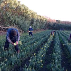Location: Isles of Scilly, Sunnyside Farm
Date: Dec 2014
Picking Sols at Sunnyside