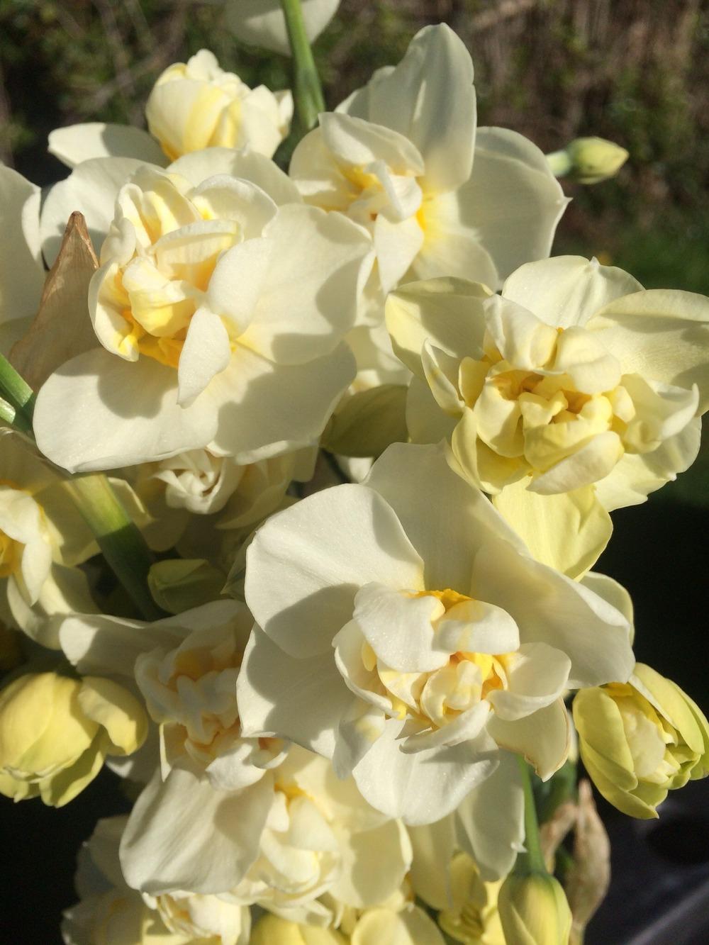 Photo of Double Daffodil (Narcissus 'Cheerfulness') uploaded by MikeBrown