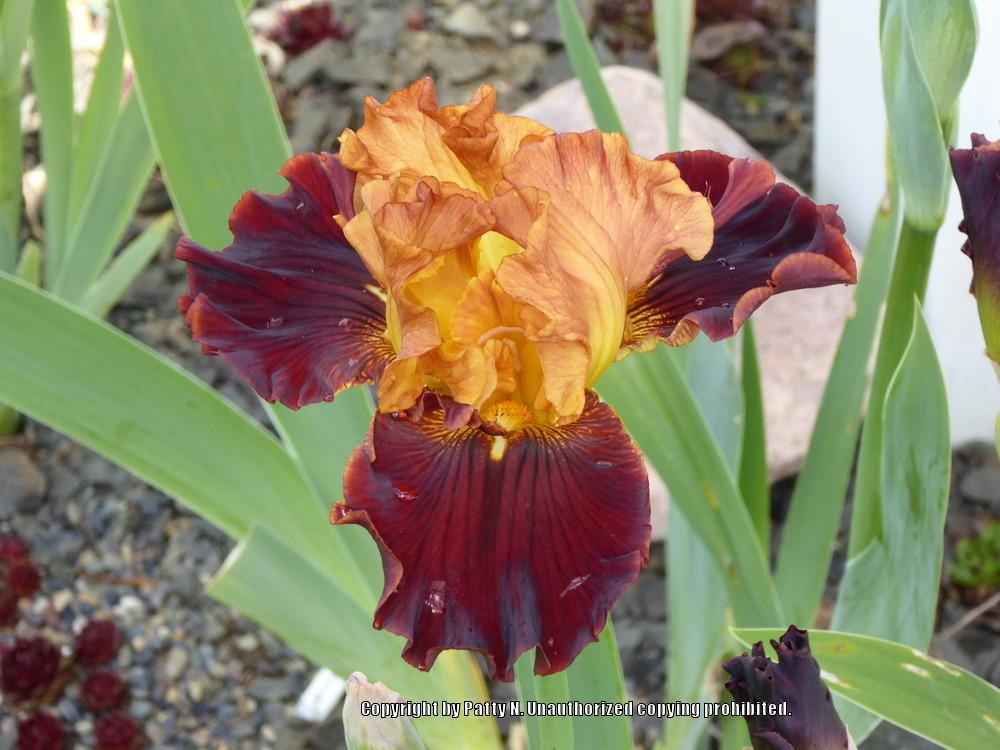 Photo of Tall Bearded Iris (Iris 'Solar Fire') uploaded by Patty