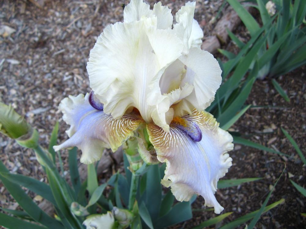 Photo of Tall Bearded Iris (Iris 'Devil David') uploaded by UndertheSun