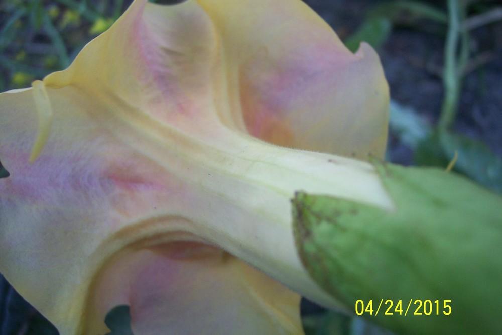 Photo of Angel Trumpet (Brugmansia 'Fruit Salad') uploaded by WilliamByrd