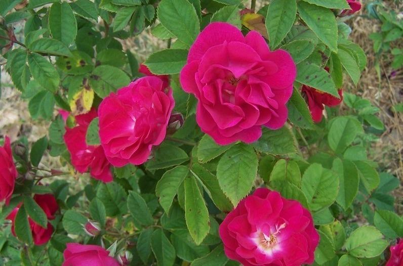 Photo of Rose (Rosa 'Aschersoniana') uploaded by admin
