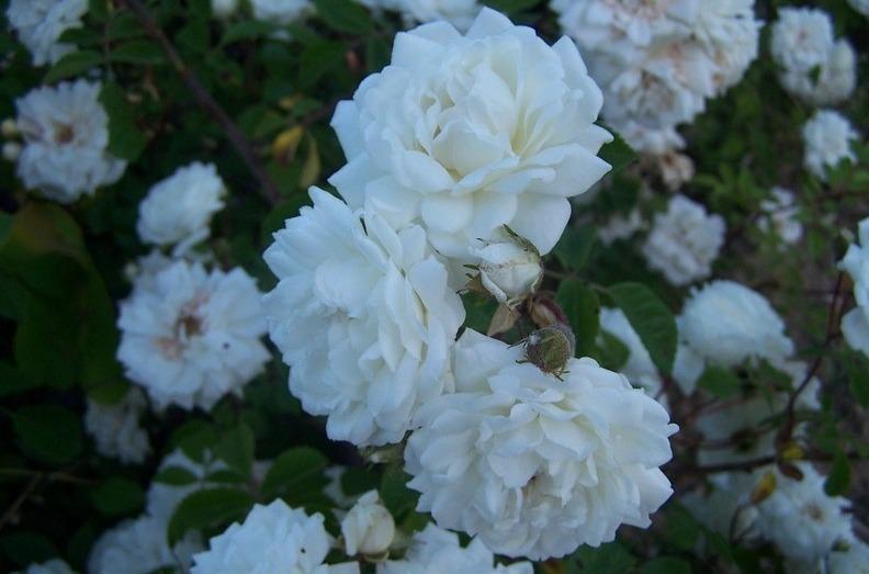 Photo of Rose (Rosa arvensis 'Plena') uploaded by admin