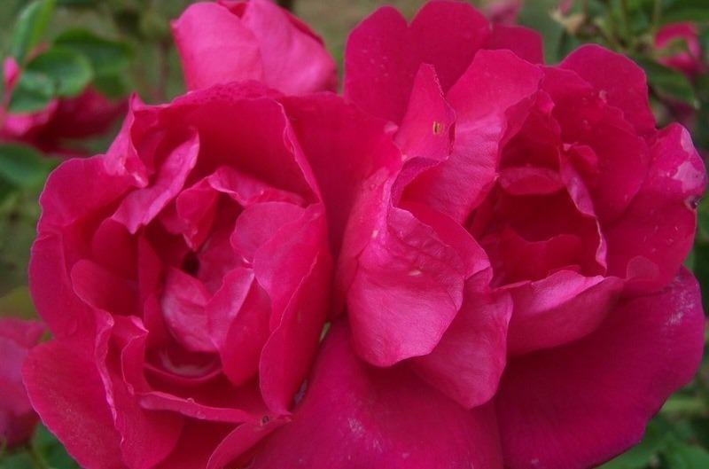 Photo of Rose (Rosa 'Assiniboine') uploaded by admin