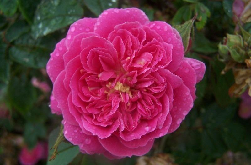 Photo of Rose (Rosa 'Asta von Parpart') uploaded by admin