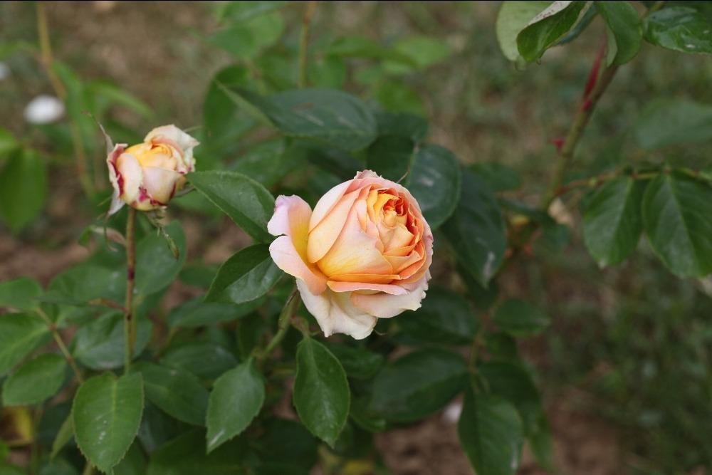 Photo of Rose (Rosa 'Arlequin') uploaded by admin
