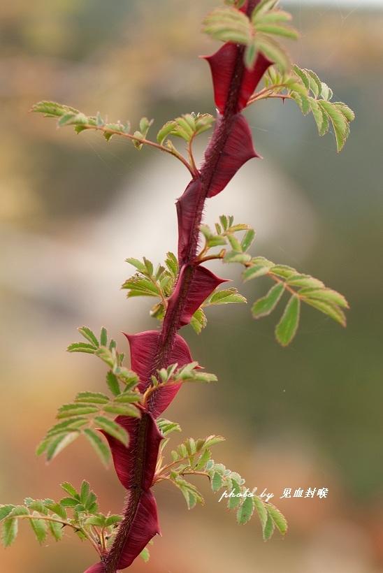 Photo of Wingthorn Rose (Rosa omeiensis) uploaded by admin