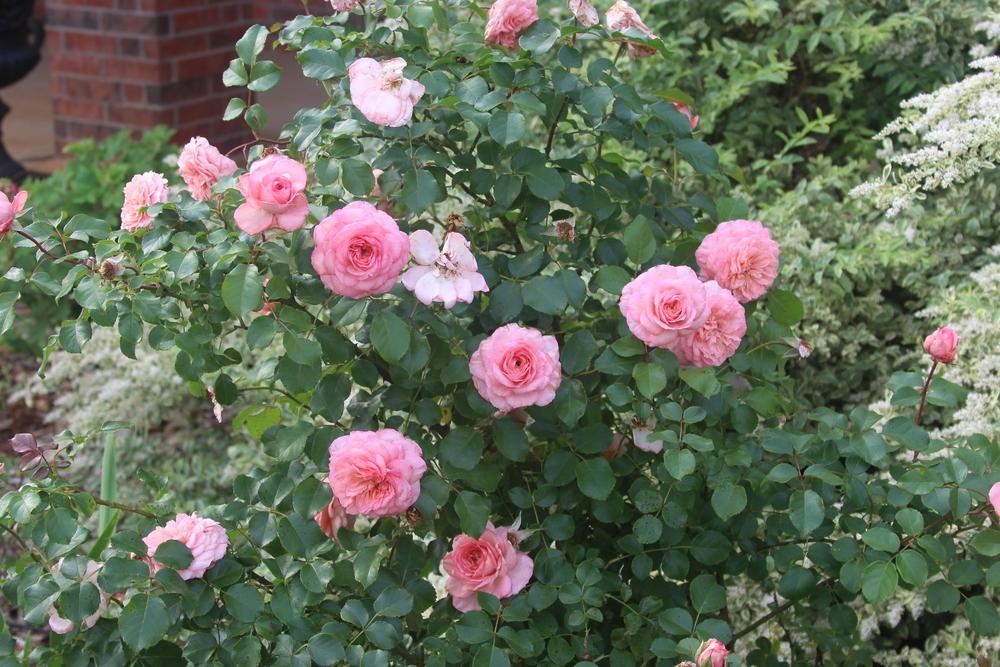 Photo of Rose (Rosa 'Savannah') uploaded by dave