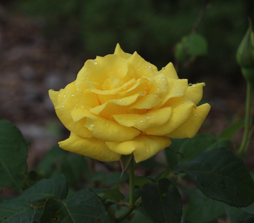 Photo of Rose (Rosa 'Nacogdoches') uploaded by dave