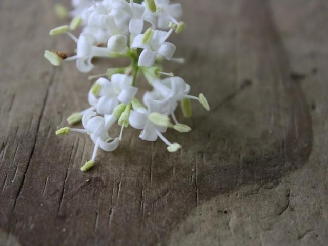Photo of Glossy Privet (Ligustrum lucidum) uploaded by gingin