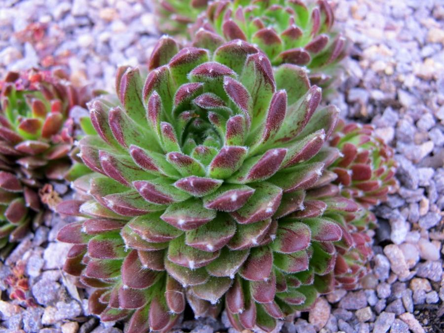 Photo of Hens and Chicks (Sempervivum 'Poco Loco') uploaded by goldfinch4