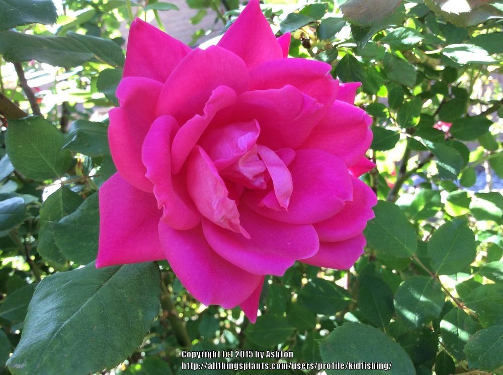 Photo of Rose (Rosa 'Pink Double Knock Out') uploaded by kidfishing