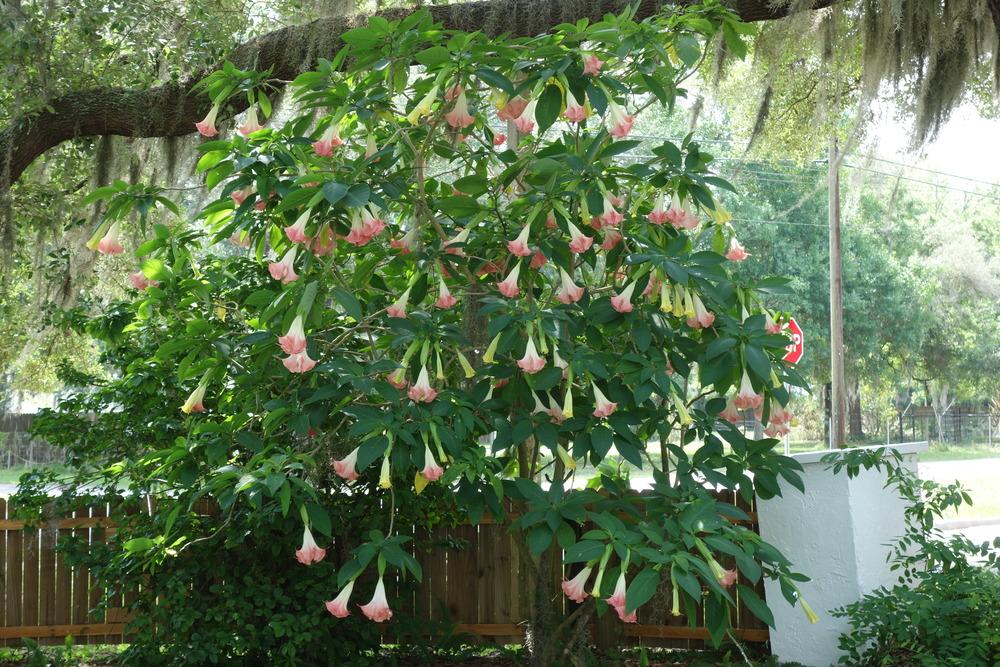 Photo of Angel's Trumpets (Brugmansia) uploaded by mellielong