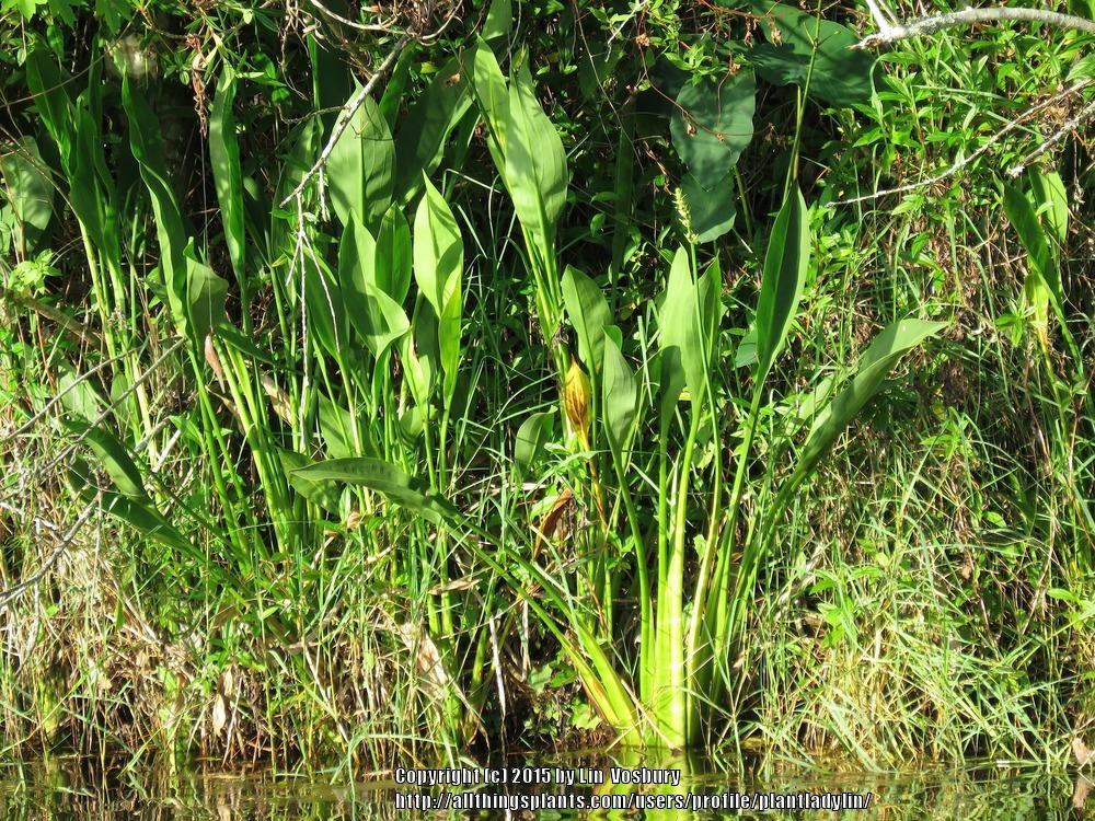 Photo of Lanceleaf Arrowhead (Sagittaria lancifolia) uploaded by plantladylin