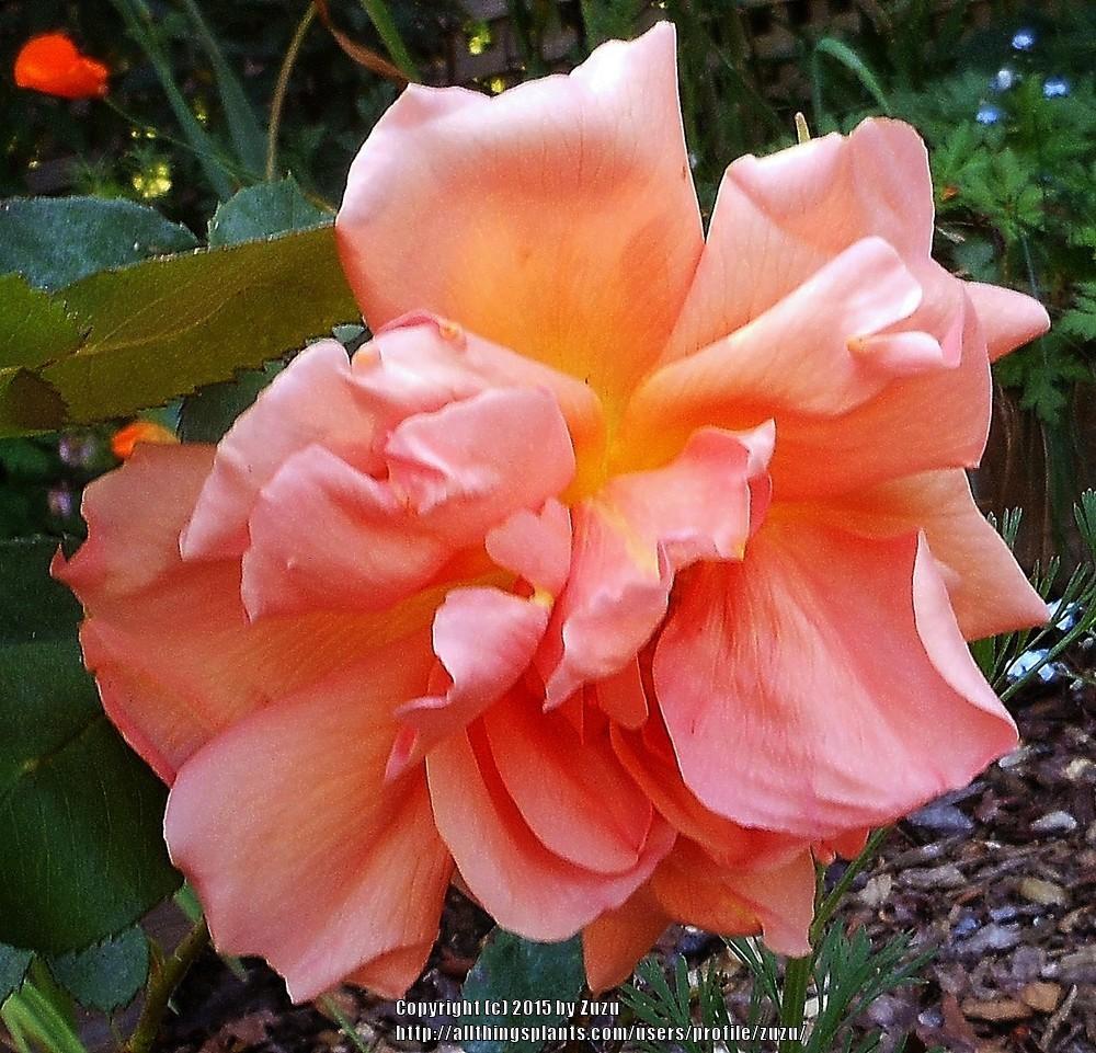 Photo of Rose (Rosa 'Etoile de Feu') uploaded by zuzu