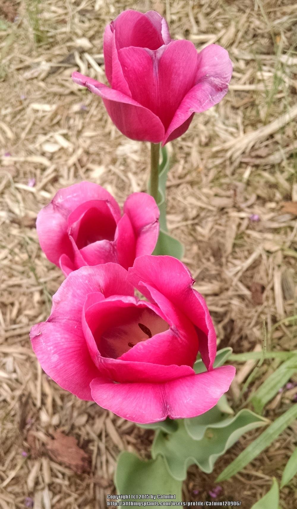 Photo of Tulips (Tulipa) uploaded by Catmint20906