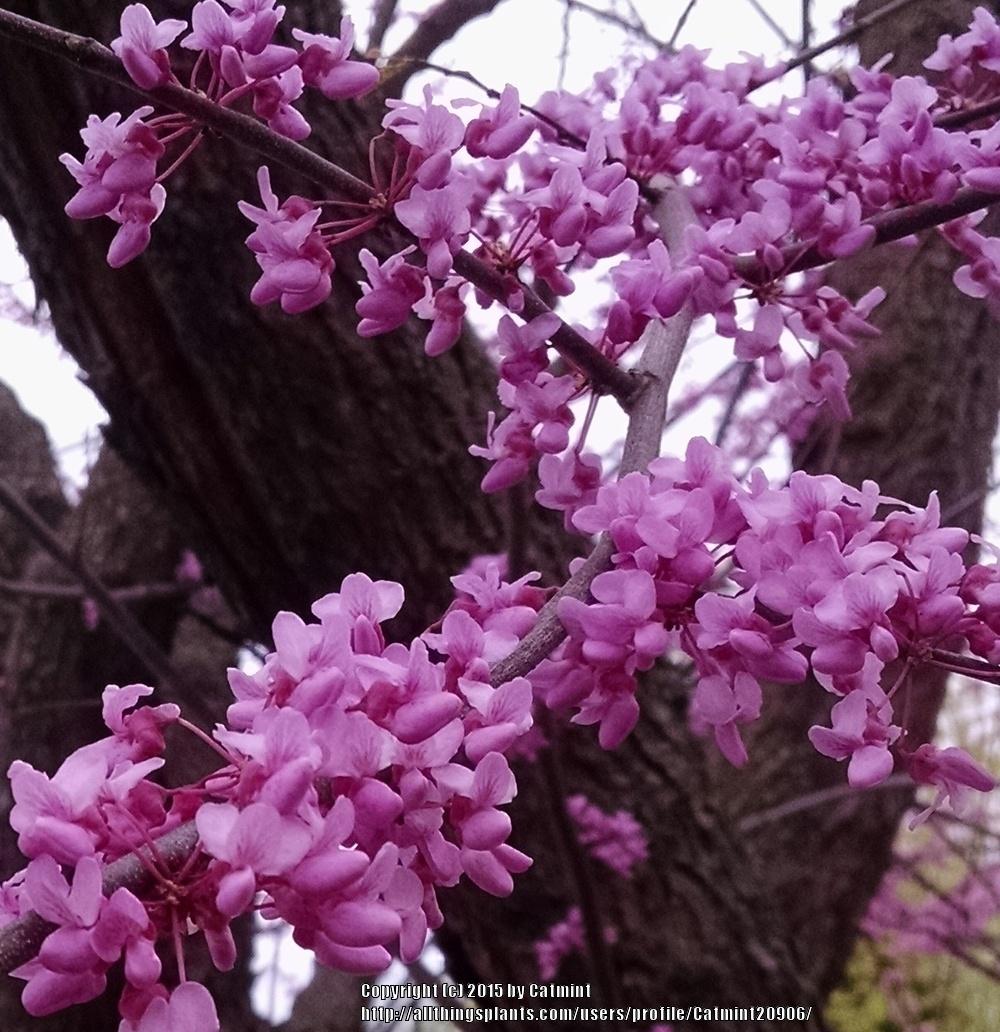 Photo of Eastern Redbud (Cercis canadensis) uploaded by Catmint20906