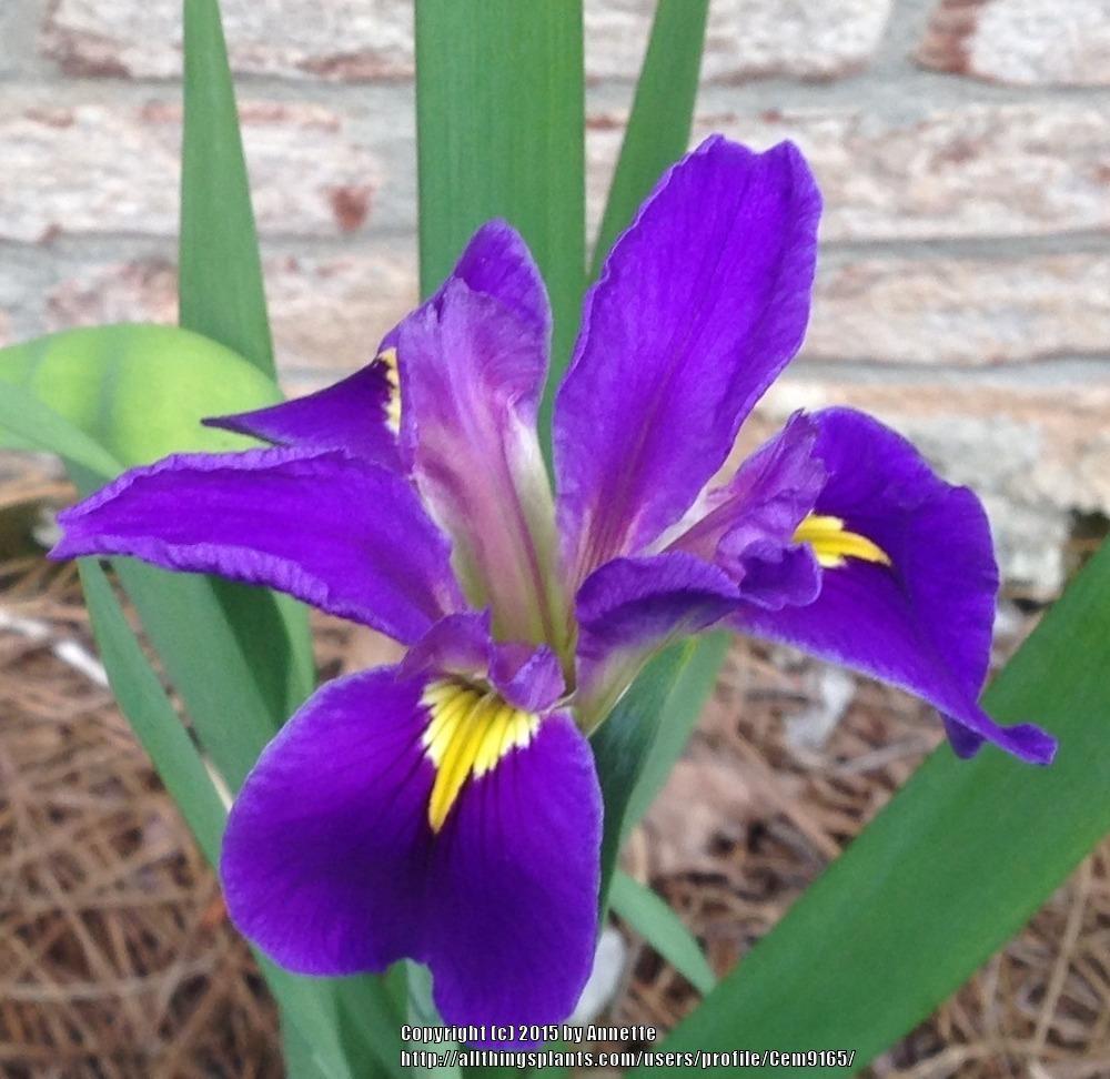Photo of Irises (Iris) uploaded by Cem9165