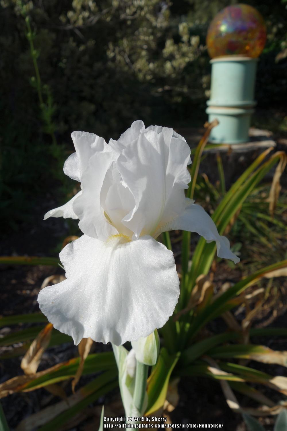 Photo of Border Bearded Iris (Iris 'Striped Britches') uploaded by Henhouse