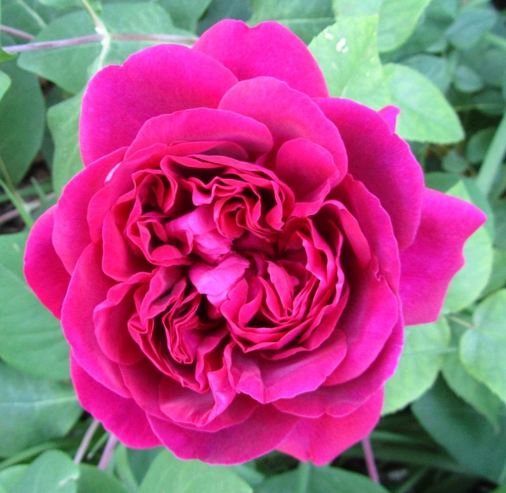 Photo of Rose (Rosa 'Sophy's Rose') uploaded by Jasmin