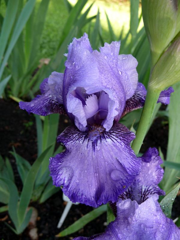 Photo of Intermediate Bearded Iris (Iris 'Kid Gloves') uploaded by Lestv