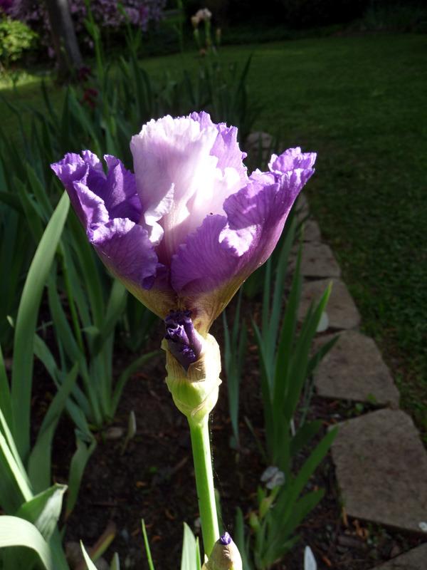 Photo of Tall Bearded Iris (Iris 'Bolder Boulder') uploaded by Lestv