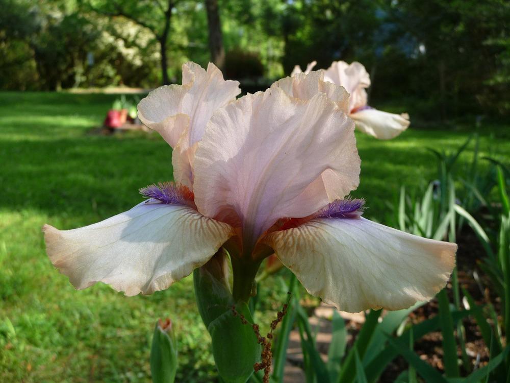 Photo of Intermediate Bearded Iris (Iris 'Viper') uploaded by Lestv