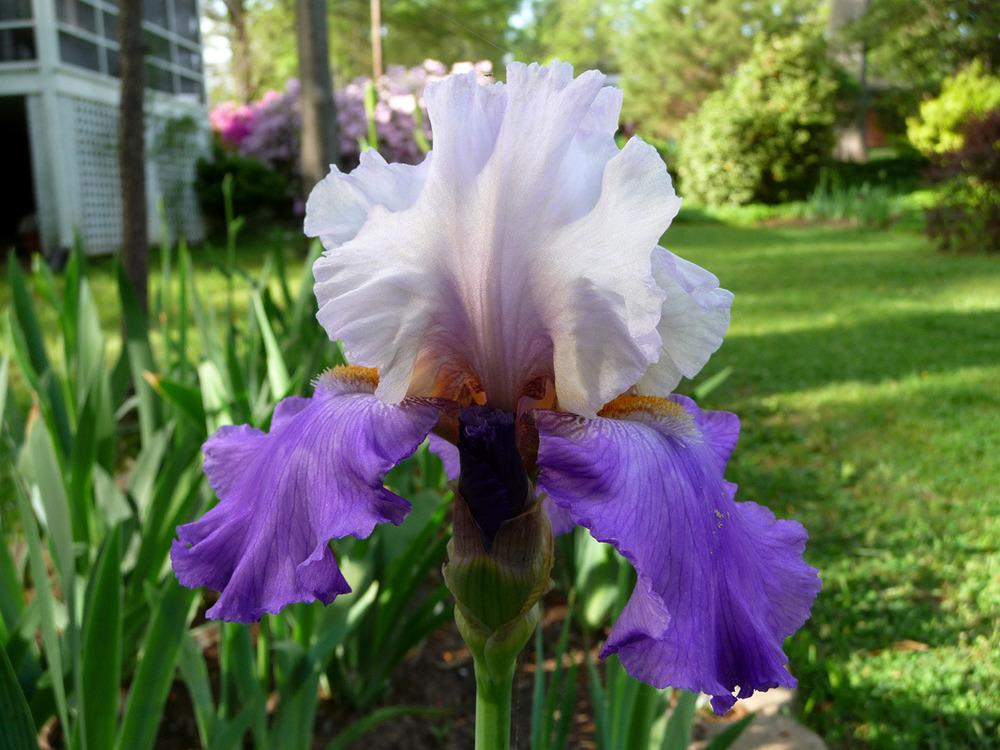 Photo of Tall Bearded Iris (Iris 'Bolder Boulder') uploaded by Lestv