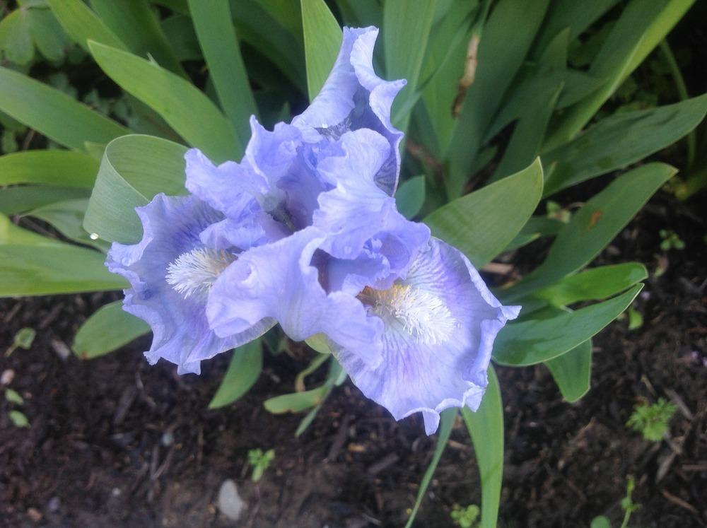 Photo of Standard Dwarf Bearded Iris (Iris 'Ocean Pearl') uploaded by Lilydaydreamer