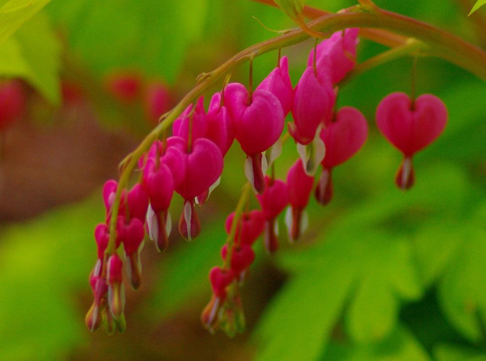 Photo of Bleeding Hearts (Lamprocapnos) uploaded by Rose1656