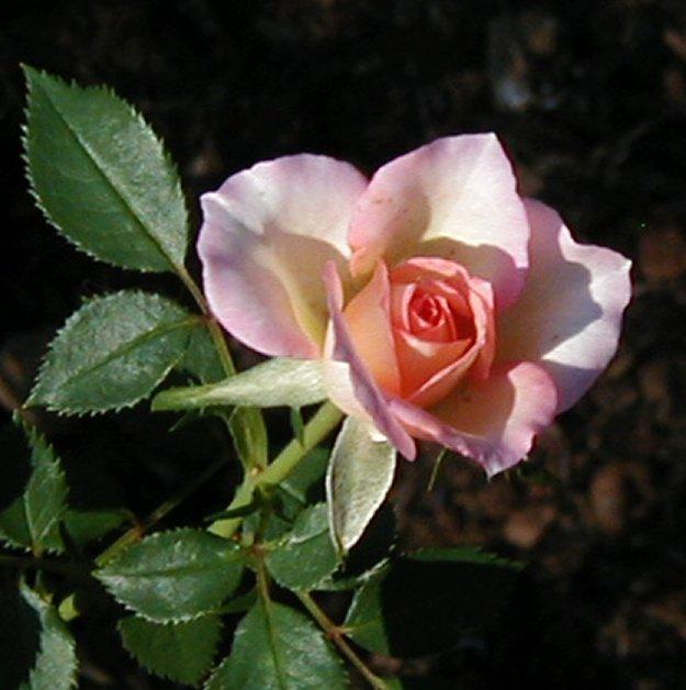 Photo of Rose (Rosa 'Cuddle Up') uploaded by RoseBlush1