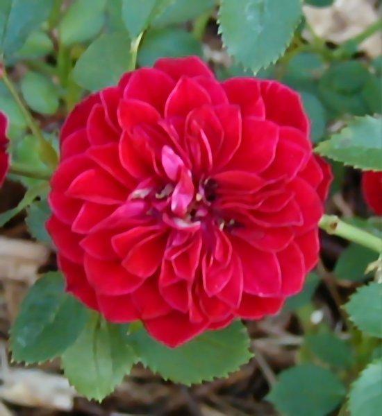 Photo of Rose (Rosa 'Cherry Hi') uploaded by RoseBlush1