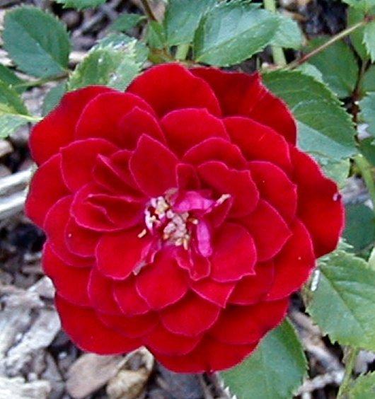 Photo of Rose (Rosa 'Cherry Hi') uploaded by RoseBlush1