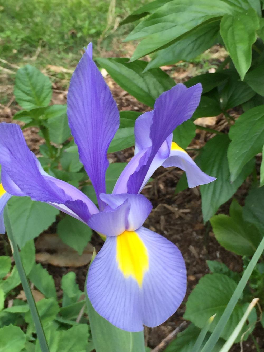 Photo of Irises (Iris) uploaded by SCButtercup
