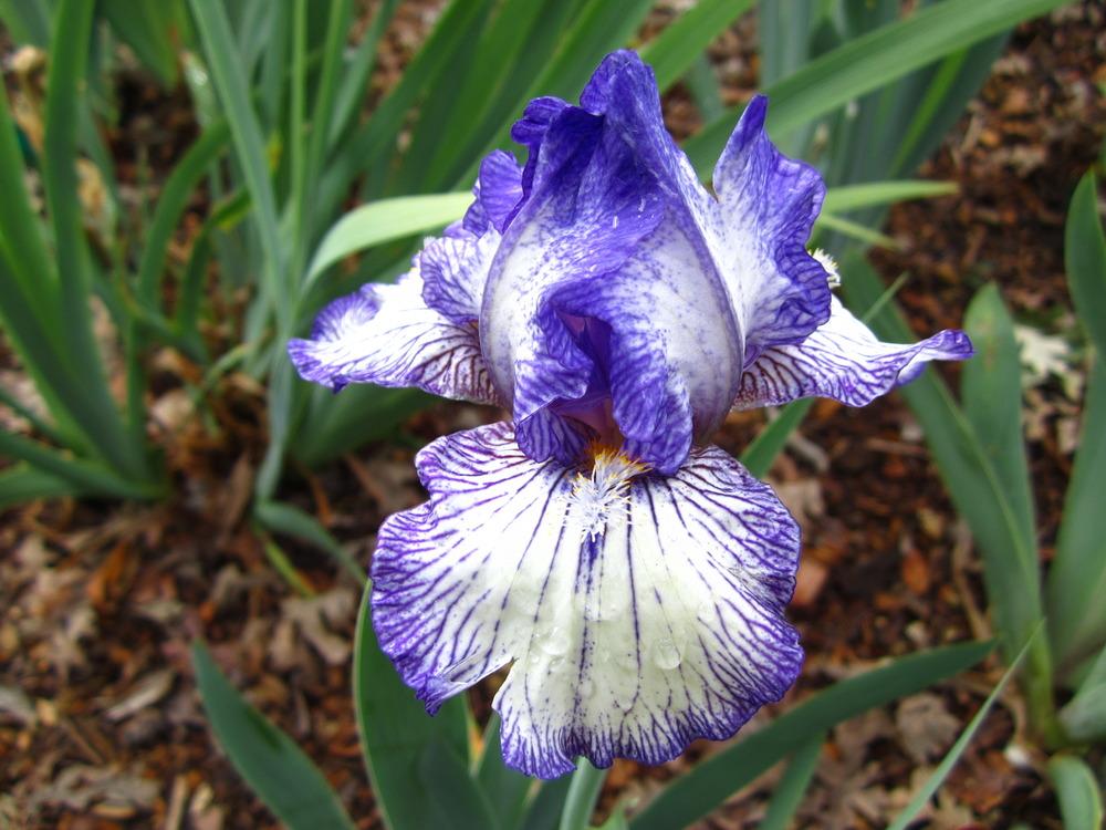 Photo of Intermediate Bearded Iris (Iris 'Little Runaway') uploaded by UndertheSun