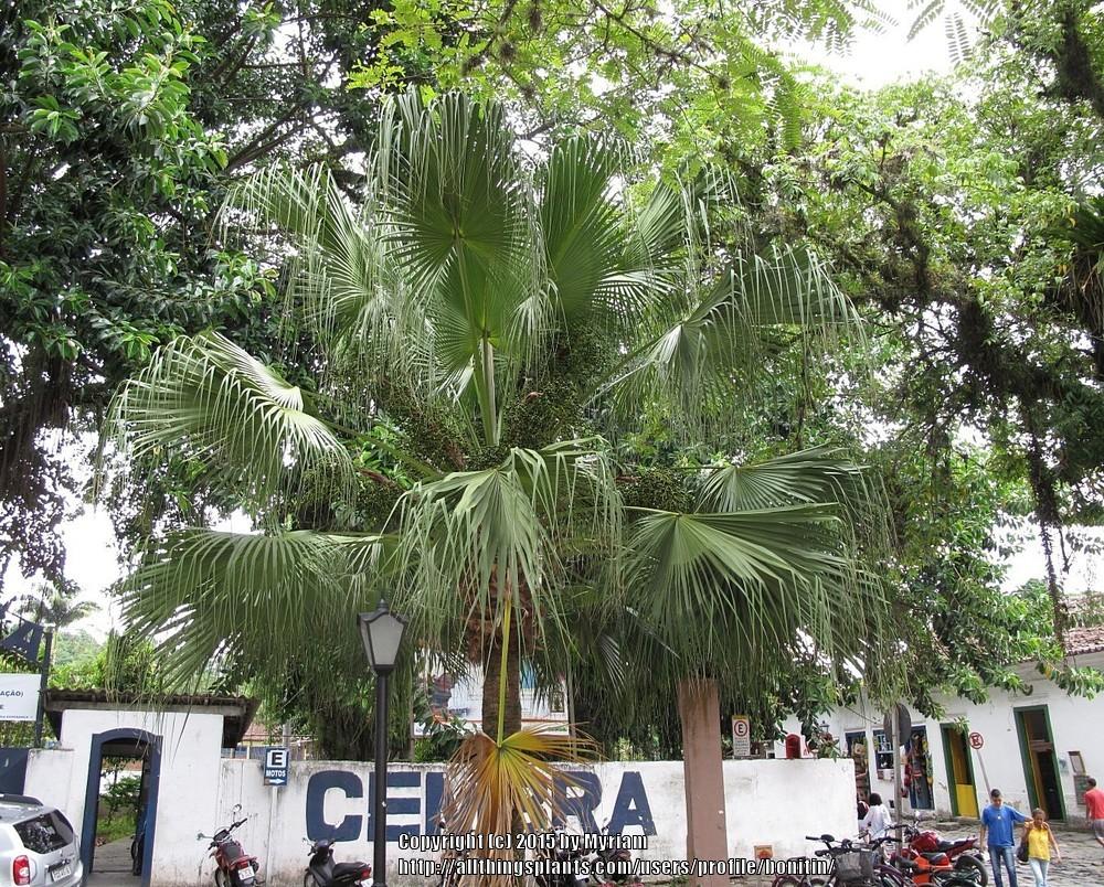 Photo of Chinese Fan Palm (Livistona chinensis) uploaded by bonitin
