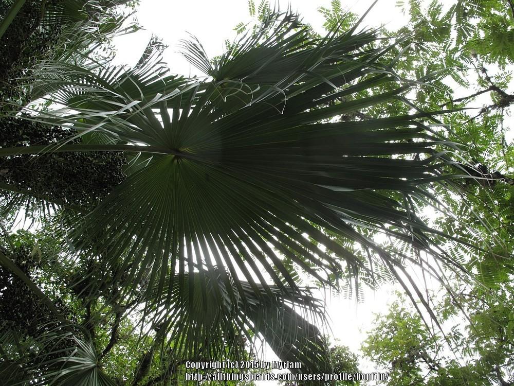 Photo of Chinese Fan Palm (Livistona chinensis) uploaded by bonitin