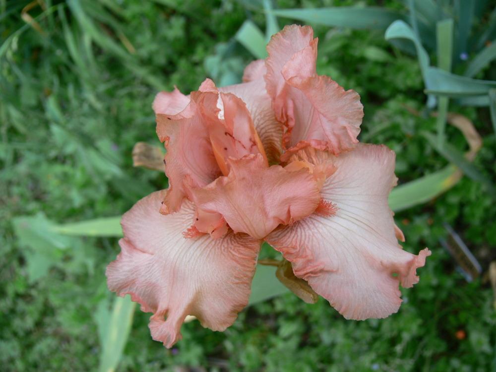 Photo of Tall Bearded Iris (Iris 'Peggy Sue') uploaded by janwax