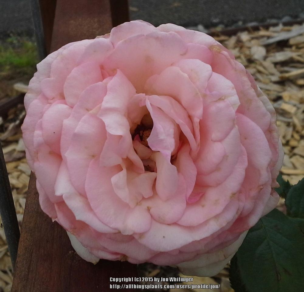 Photo of Rose (Rosa 'Pierre de Ronsard') uploaded by jon
