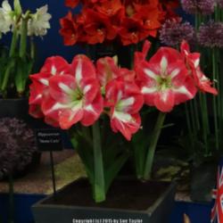 Location: Harrogate Spring Flower Show 2015, Yorkshire, UK
Date: 2015-04-25
Warmenhoven nurseries