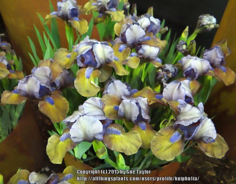 Photo of Standard Dwarf Bearded Iris (Iris 'Hocus Pocus') uploaded by kniphofia