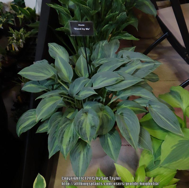 Photo of Hosta 'Stand By Me' uploaded by kniphofia