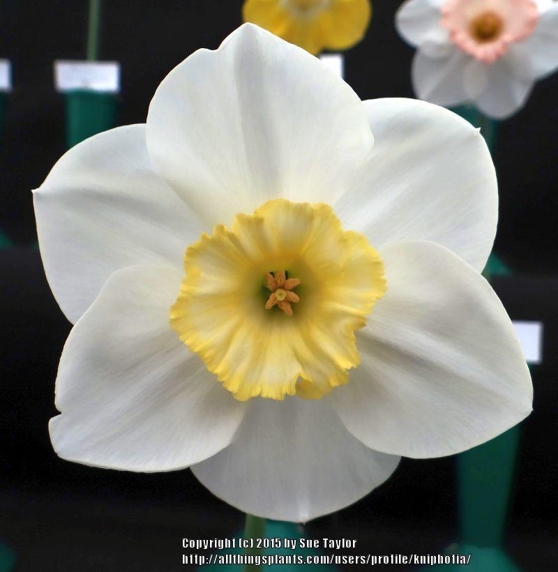 Photo of Small Cupped Daffodil (Narcissus 'Aircastle') uploaded by kniphofia